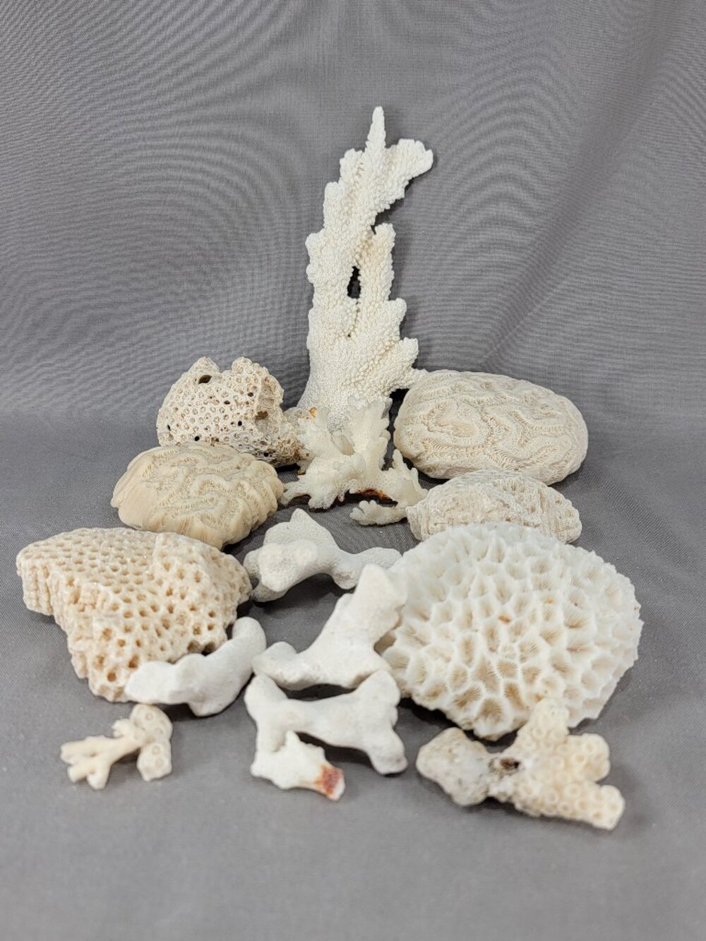 Vtg Natural Sea Coral Mixed Lot Dried Branch Cluster Brain Nautical Decor